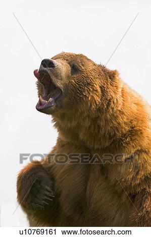 Bear with tongue out of mouth View Large Photo Image Stock Image - Bear with tongue out of mouth. Fotosearch