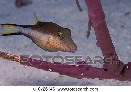 Blue dot puffer fish View Large Photo Image Stock Photograph - Blue dot puffer fish. Fotosearch