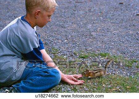 Stock Image - Boy with chipmunk taking food from hands. Fotosearch