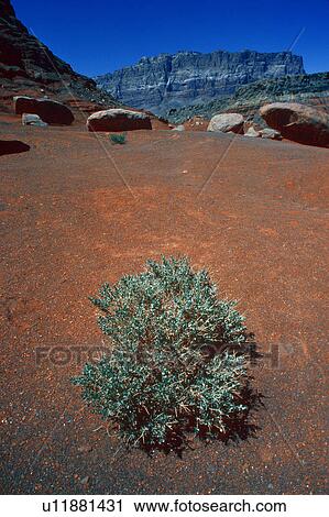 Stock Image - Bush in desert against red earth and mountains. Fotosearch