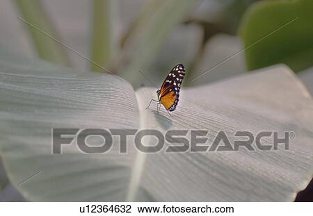 Butterfly on a petal View Large Photo Image Stock Image - Butterfly on a petal. Fotosearch