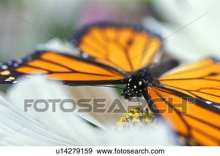 Butterfly rests on a flower View Large Photo Image Stock Photo - Butterfly rests on a flower. Fotosearch