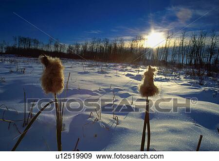 Stock Photo - Cattails in snowy field. Fotosearch