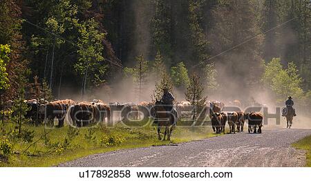 Cattle herding View Large Photo Image Stock Photo - Cattle herding. Fotosearch