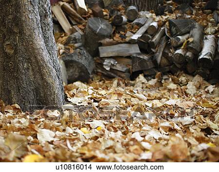 Chopped wood and autumn leaves View Large Photo Image Picture - Chopped wood and autumn leaves. Fotosearch