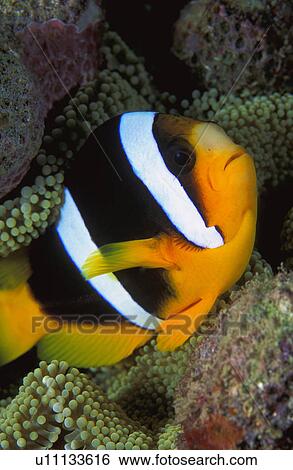 Clarkii clownfish View Large Photo Image Stock Photograph - Clarkii clownfish. Fotosearch