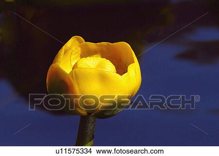 Close up of a yellow flower View Large Photo Image Picture - Close up of a yellow flower. Fotosearch