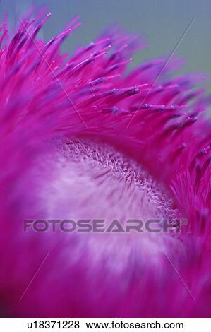 Stock Photo - Close-up of fuchsia pink flower. Fotosearch