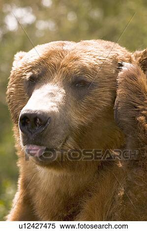 Closeup of a bear's face View Large Photo Image Stock Photography - Closeup of a bear's face. Fotosearch
