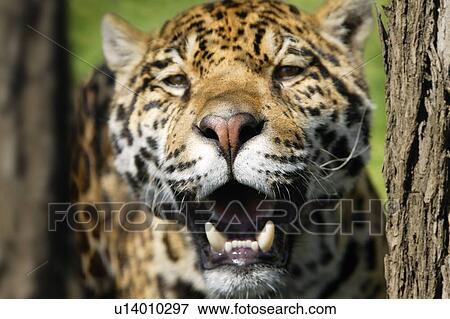 Stock Photo - Closeup of a leopard. Fotosearch