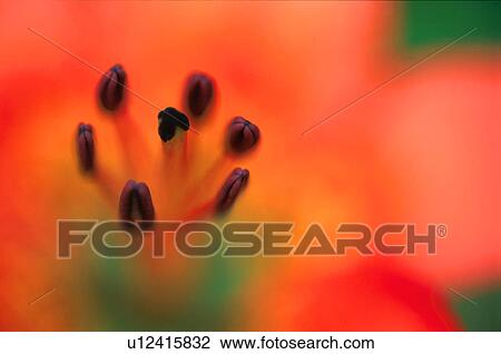 Stock Image - Closeup of Alpine Lily flower. Fotosearch