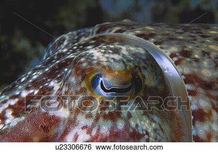Closeup of fish eye View Large Photo Image Stock Photograph - Closeup of fish eye. Fotosearch