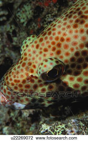 Closeup of fish head View Large Photo Image Stock Image - Closeup of fish head. Fotosearch