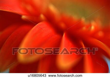 Stock Image - Closeup of flower petals. Fotosearch