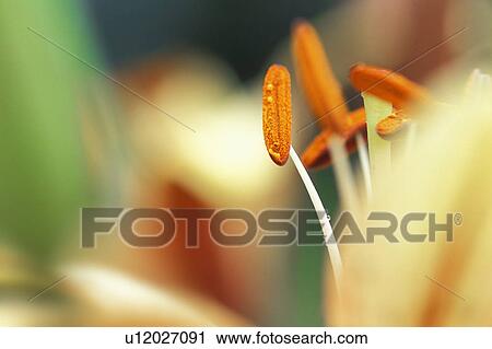 Stock Image - Closeup of flower stamen. Fotosearch