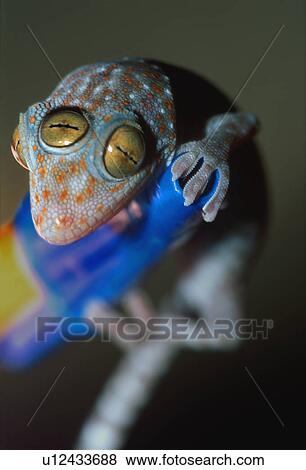 Stock Photo - Closeup of gecko with three eyes. Fotosearch