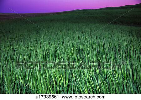 Stock Image - Closeup of green grass in surreal field. Fotosearch