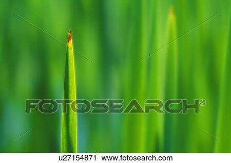 Closeup of leaf tip View Large Photo Image Stock Image - Closeup of leaf tip. Fotosearch