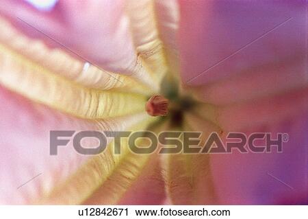 Stock Image - Closeup of pink flower. Fotosearch
