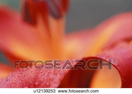 Closeup of pink flower with water drops View Large Photo Image Stock Image - Closeup of pink flower with water drops. Fotosearch