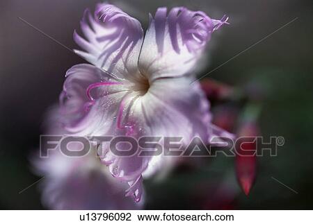 Closeup of purple flower View Large Photo Image Stock Image - Closeup of purple flower. Fotosearch