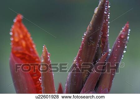 Closeup of red and purple flower View Large Photo Image Stock Photo - Closeup of red and purple flower. Fotosearch