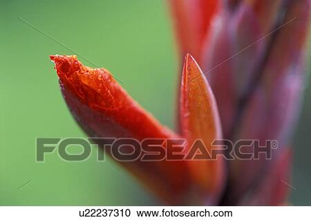 Closeup of red flower bud View Large Photo Image Stock Image - Closeup of red flower bud. Fotosearch