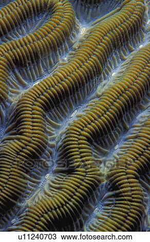 Stock Image - Closeup of ridges on brain coral. Fotosearch