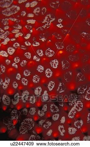 Stock Photo - Closeup of starfish skin. Fotosearch