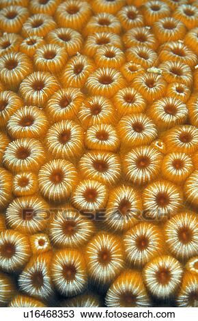 Stock Image - Closeup of sun polyps. Fotosearch