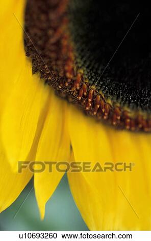 Closeup of sunflower View Large Photo Image Stock Image - Closeup of sunflower. Fotosearch