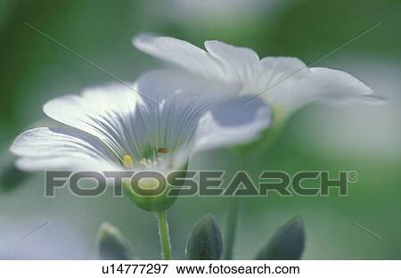 Stock Photo - Closeup of white flowers. Fotosearch