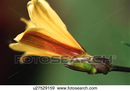 Stock Photo - Closeup of yellow iris flower. Fotosearch