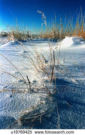 Clumps of grass poking through snow View Large Photo Image Stock Photography - Clumps of grass poking through snow. Fotosearch
