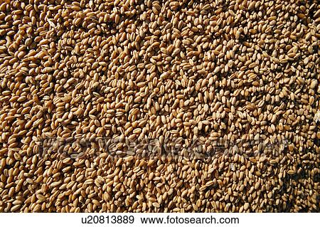 Coffee beans View Large Photo Image Stock Photo - Coffee beans. Fotosearch