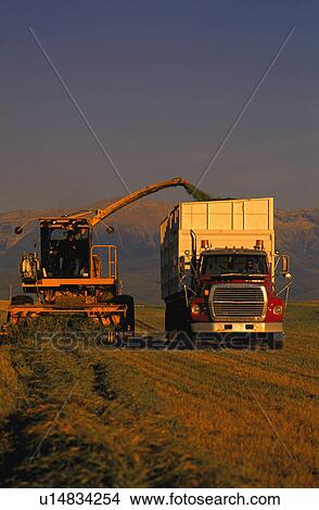 Combine and truck harvesting crop View Large Photo Image Picture - Combine and truck harvesting crop. Fotosearch