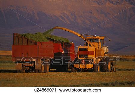 Stock Image - Combine and truck harvesting crop. Fotosearch