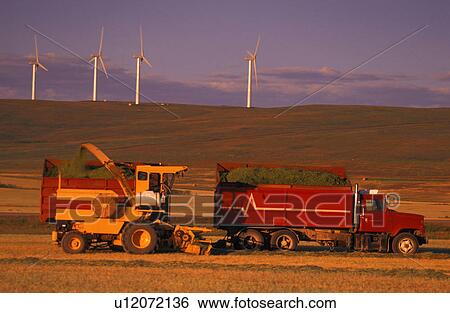 Stock Photograph - Combine and truck harvesting crop. Fotosearch