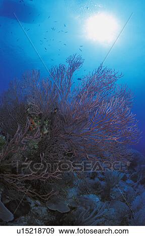 Coral and fish View Large Photo Image Stock Photo - Coral and fish. Fotosearch