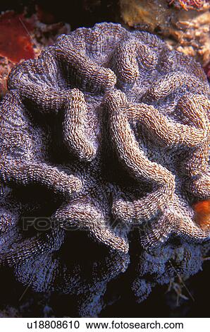 Stock Image - Coral formation. Fotosearch