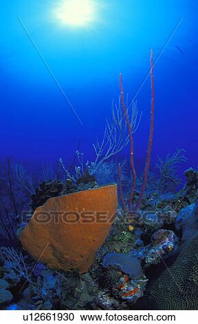 Coral On Ocean Floor Stock Image U12661930 Fotosearch