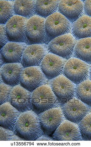 Coral View Large Photo Image Picture - Coral. Fotosearch