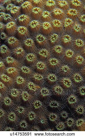 Coral View Large Photo Image Stock Image - Coral. Fotosearch