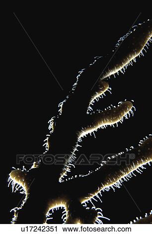 Stock Image - Coral with light behind it. Fotosearch