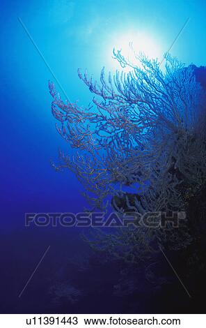 Coral with sun behind it View Large Photo Image Stock Image - Coral with sun behind it. Fotosearch