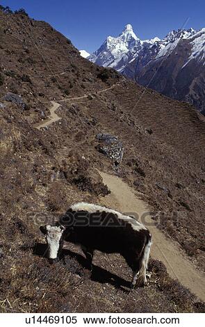 Stock Photography - Cow grazing in mountainous landscape. Fotosearch