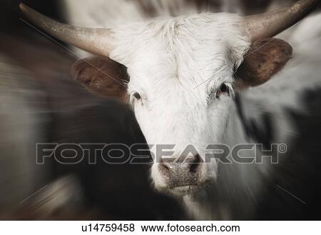 Cow View Large Photo Image Stock Photo - Cow. Fotosearch