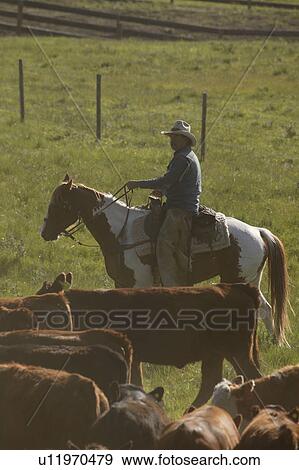 Stock Photo - Cowboy herding cattle. Fotosearch