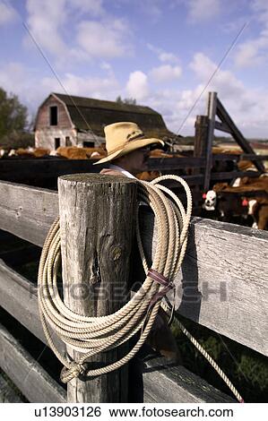 Stock Photograph - Cowboy sorting cattle. Fotosearch