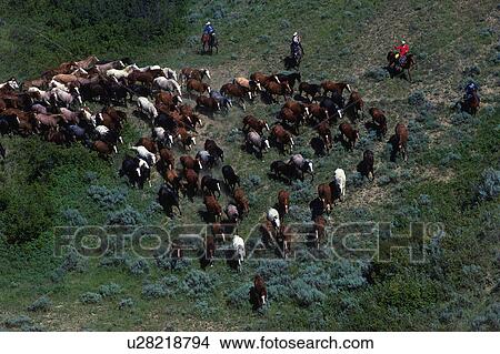 cowboys herding horses through scrub brush View Large Photo Image Picture - cowboys herding horses through scrub brush. Fotosearch